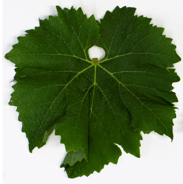 ブドウ品種 Bronner (ブロンナー)